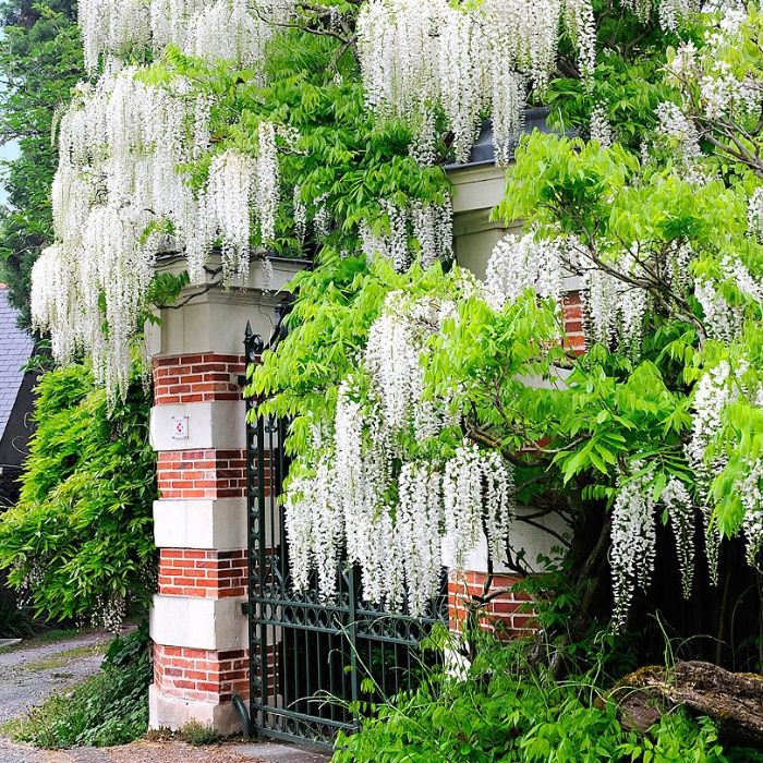 Вистерия-(Глициния) (Бяла,Синя,Розова)