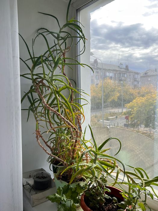 АЛОЭ 10летние продам срочно из за переезда