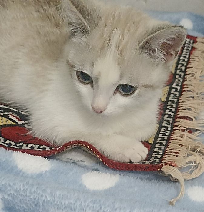 Кошечка,1,5мес.в добрые руки.