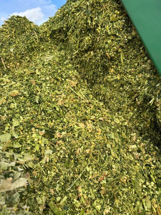 Baloti siloz porumb 2025