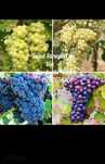 Vand Struguri de Vin