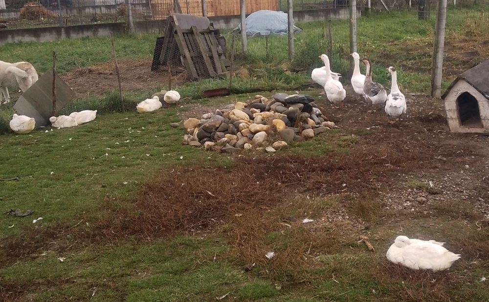 Vând rațe și gâște