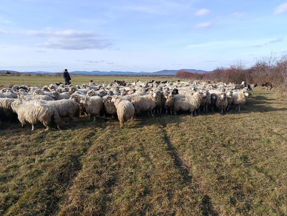 Oi tinere de vânzare