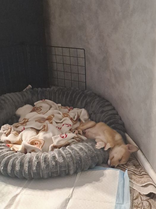 Подарявам малко куче