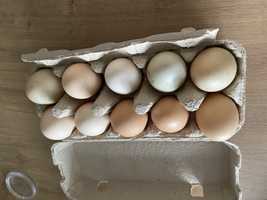 Vand oua bio pentru consum sau incubat