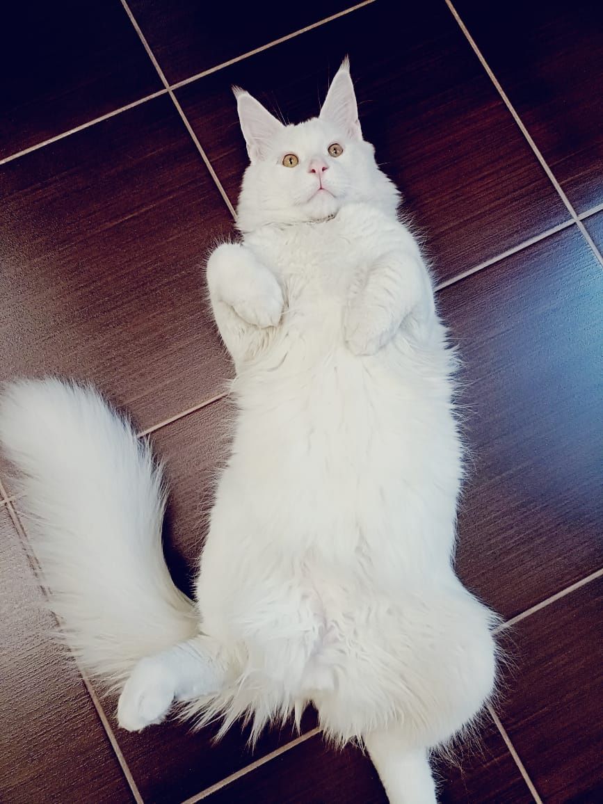 Кот Мейн Кун на вязку