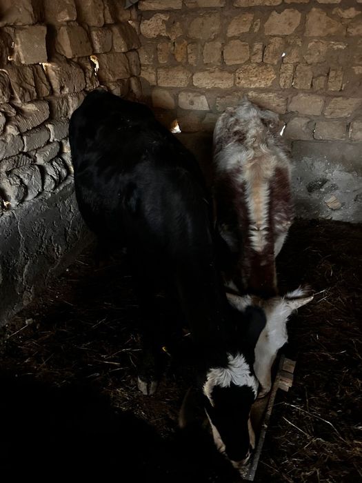 Сиыр сатылады 2 Тай өгіз бір сиыр бір құнажын қашар