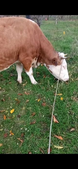 Vând vacă gestantă 6 luni, 7 ani, foarte bună de lapte