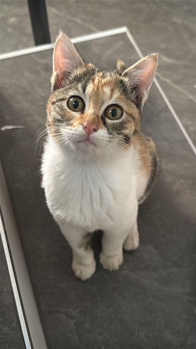 Котята, 4 месяца
