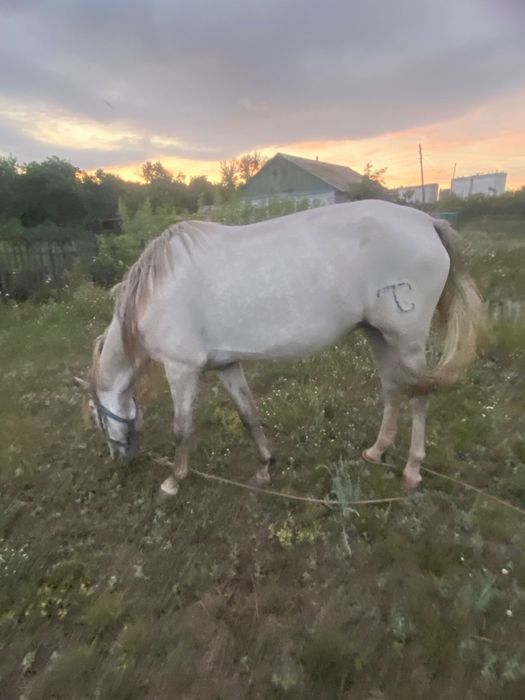 Продаеться лошадь