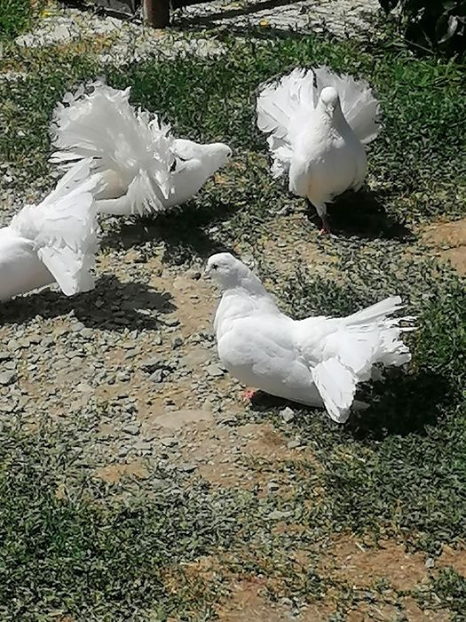 Porumbei pentru nunți