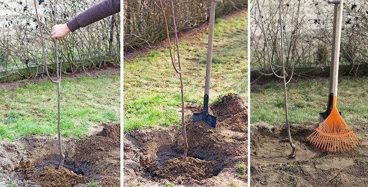 Toaletări pomi , tuns gard viu , curățat thuja