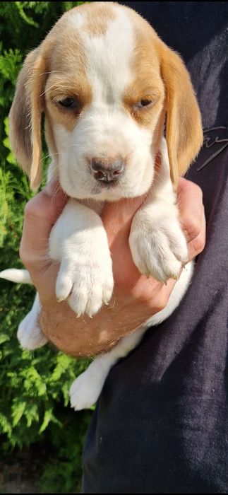 Beagle tricolor fetita