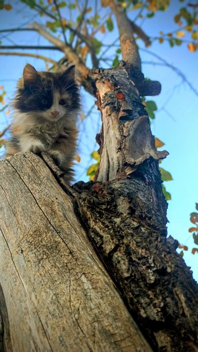 Озарные малыши ищут новый дом