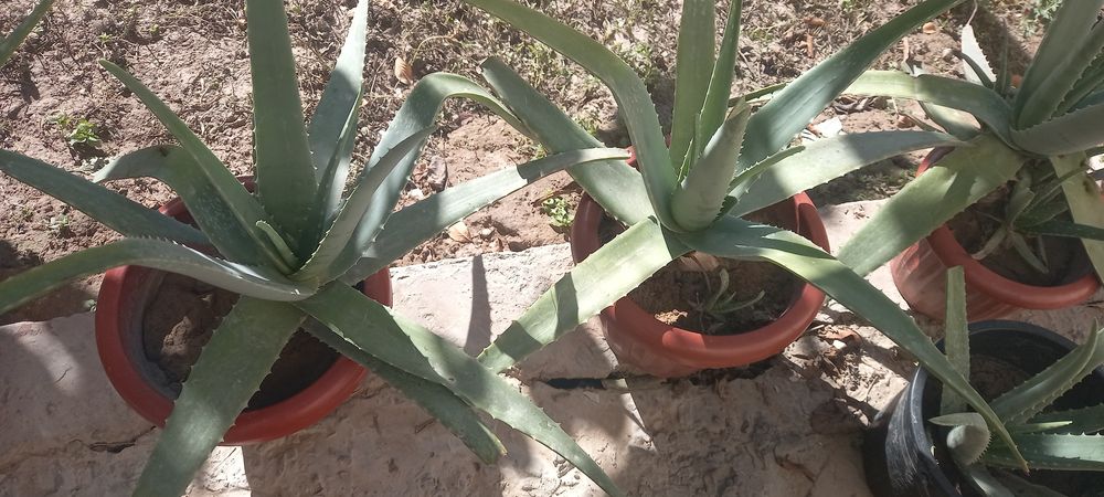 Aloe gullari chip chiroyli