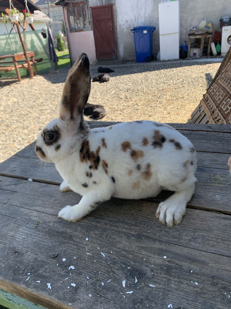 Pui rex tricolor si dalmatian