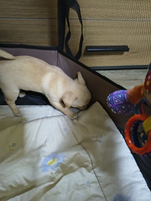 Мини чихуахуа продавам