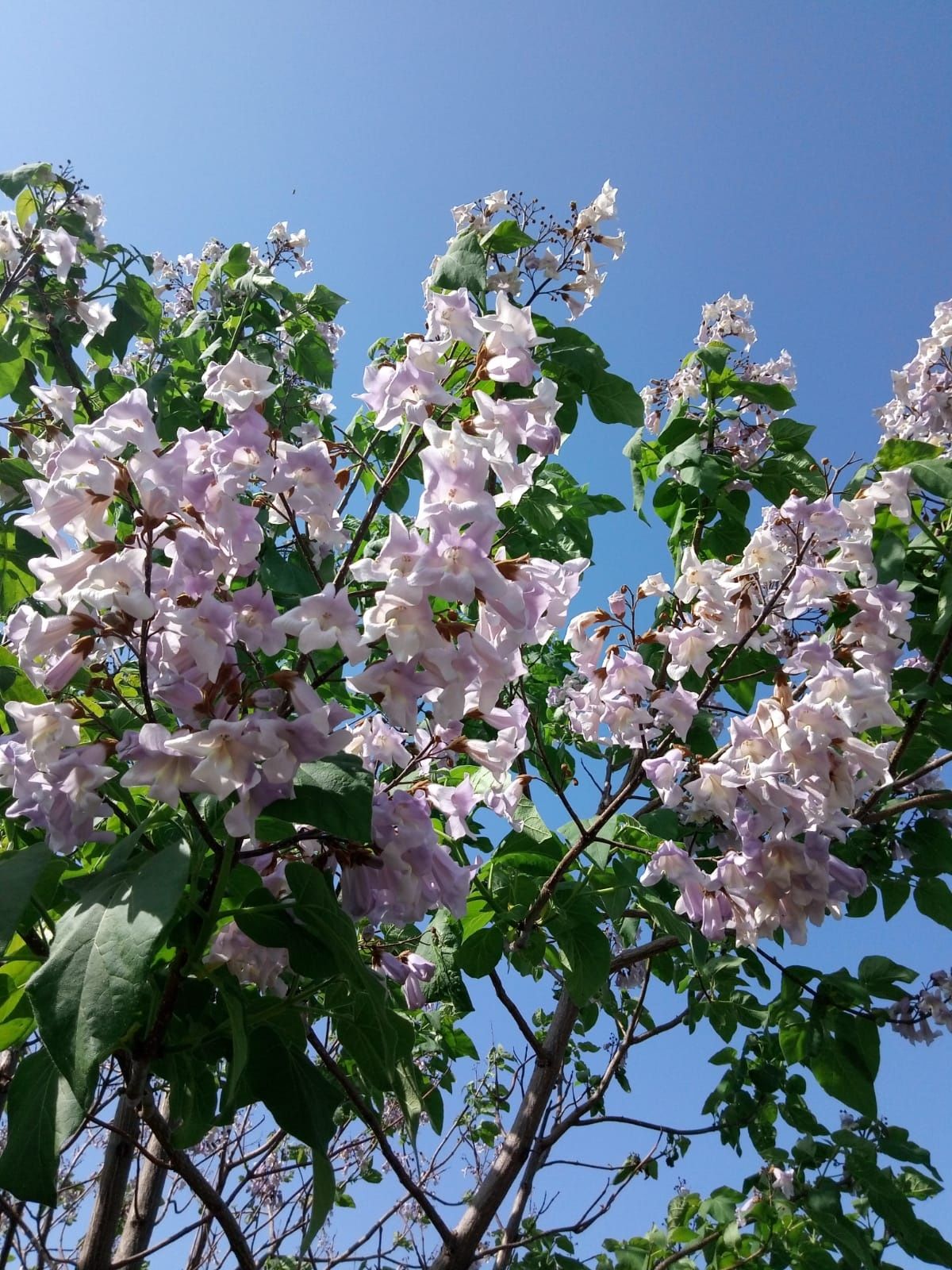 Paulownia tomentosa la ghiveci