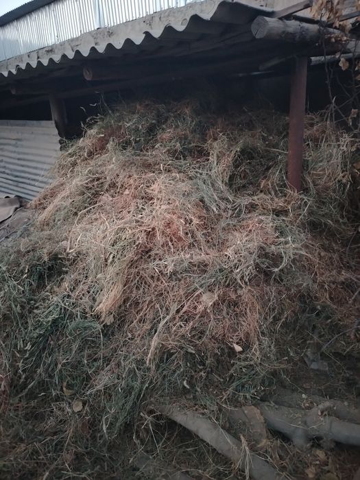 Beda chorvachilar uchun