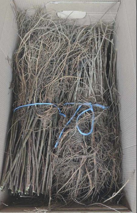 Puieți salcâm fag carpân stejar arin