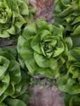 Salata     Meteore