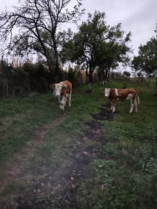 Vînd 2 vițele preț 9500 lei