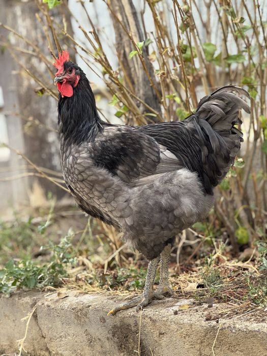 Джерсийский гигант петушок 5 месяцев