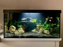 Acvariu 55 lotri cu accesorii