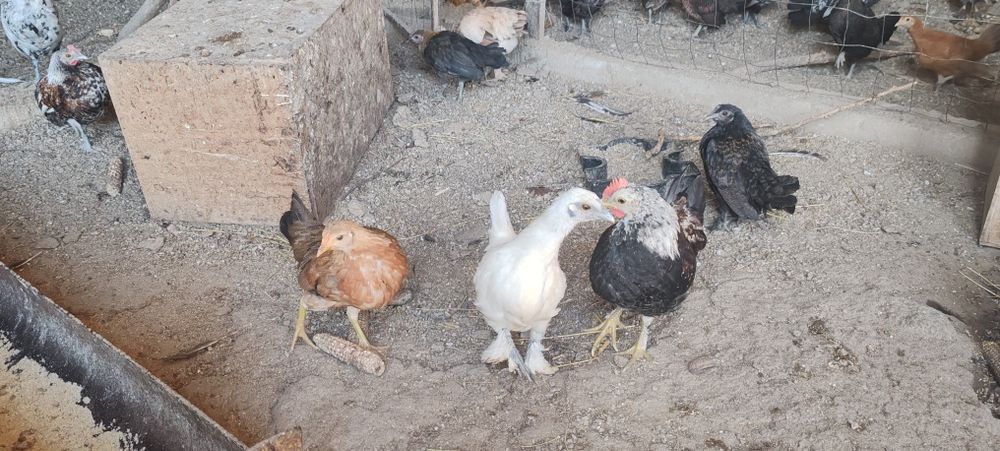 Urgent!!de vânzare puicuțe pitice