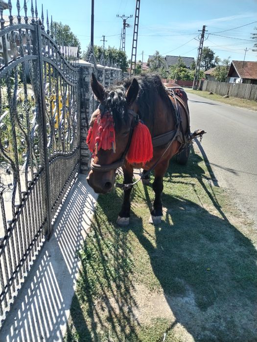Vând iapa murga de 5 ani