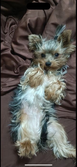 Вязка Йорк-терьер мини (1,6кг]