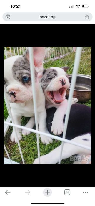 French bulldog чудесни домашни любимци