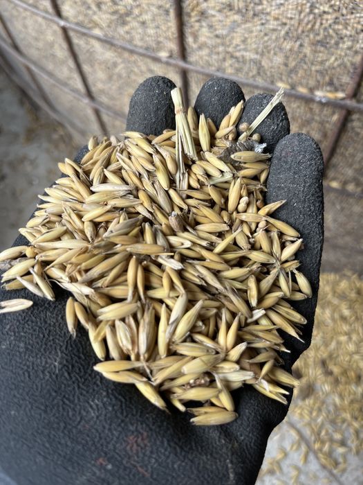 Porumb 2025!!!//////