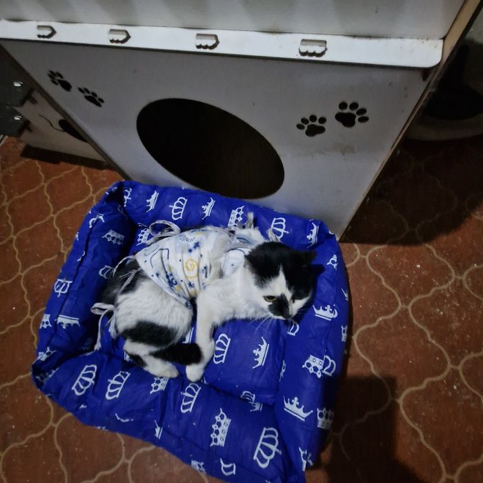 Нежная миниатюрная кошечка Доминика (Мика)