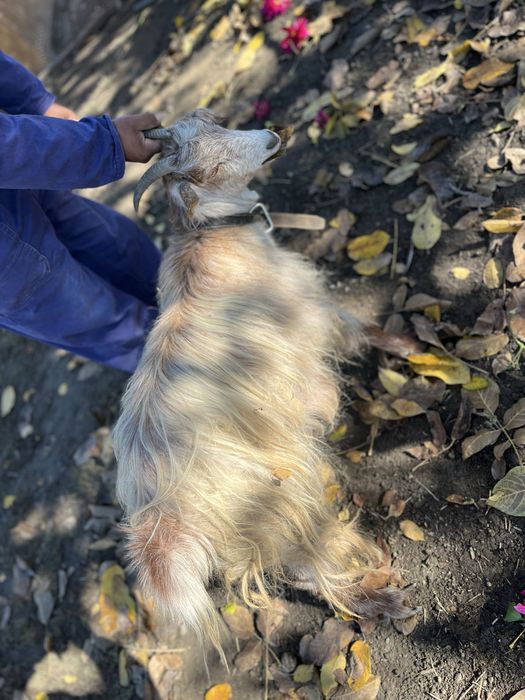 De vanzare iada sau schimb