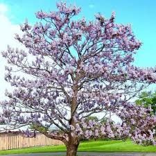 Paulownia tomentosa