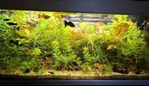PLANTE de acvariu