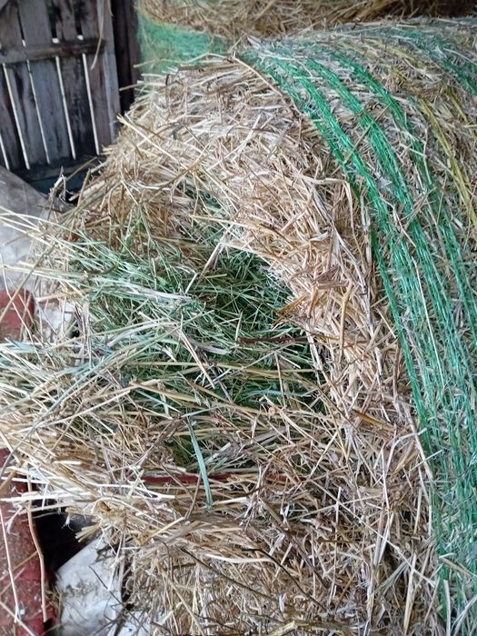 Baloți de lucerna,producție 2025