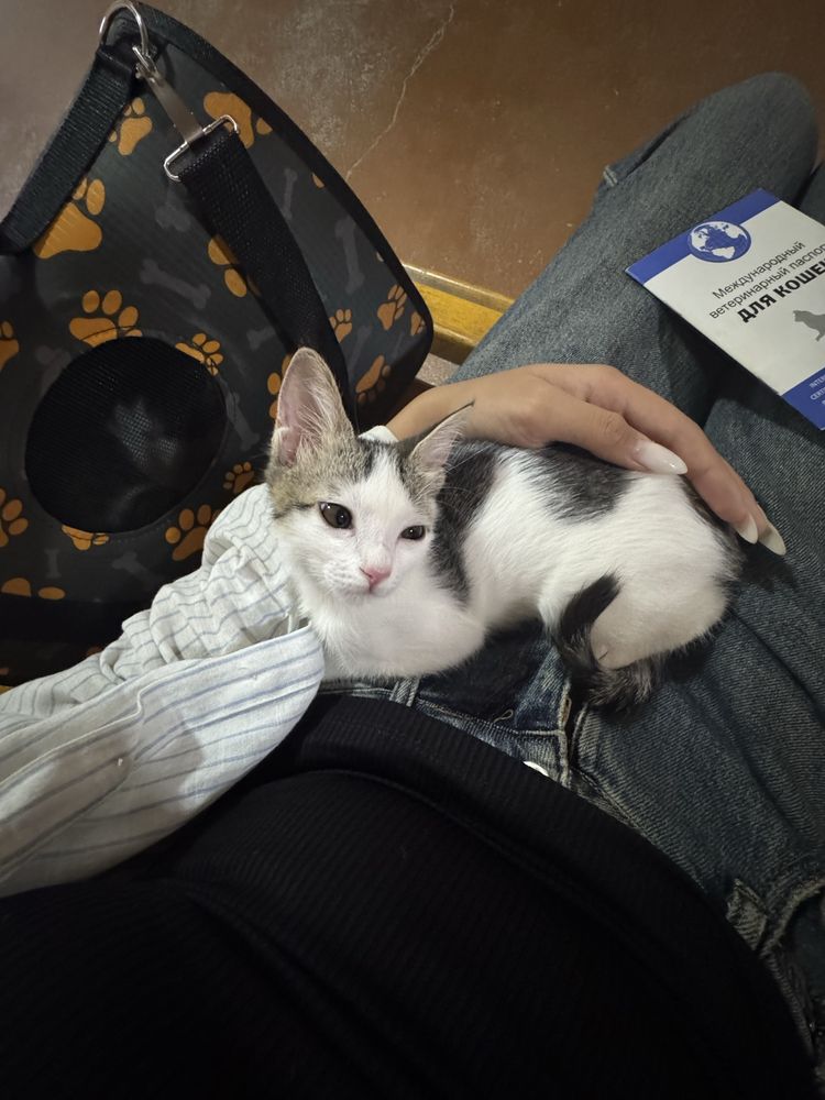 Котенок бесплатно