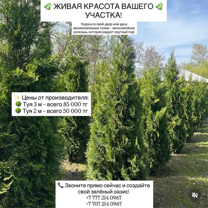 Туи Смарагд 2-3 метра