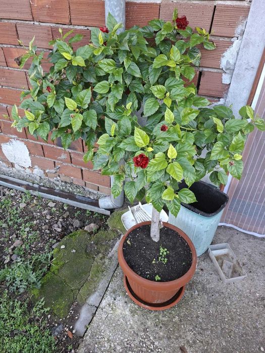 Продава се Растение дърво  Роза