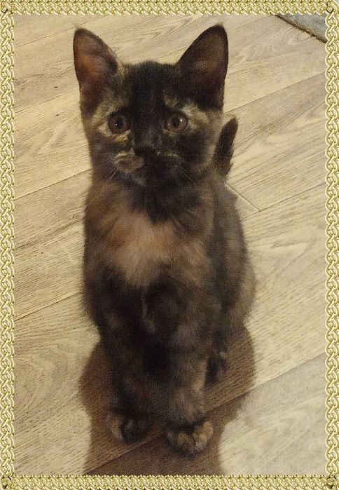 Котята в хорошие руки