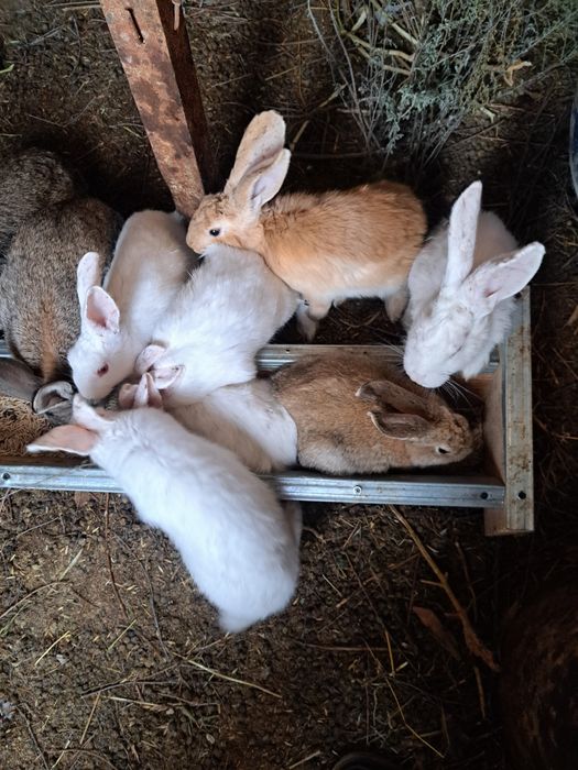 Продам кроликов хорошей породы. цены разные от трех тыс и выше