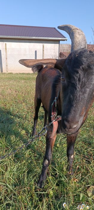 Vând țap de 8 luni