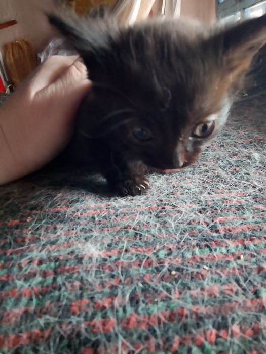 Отдам котят в добрые руки