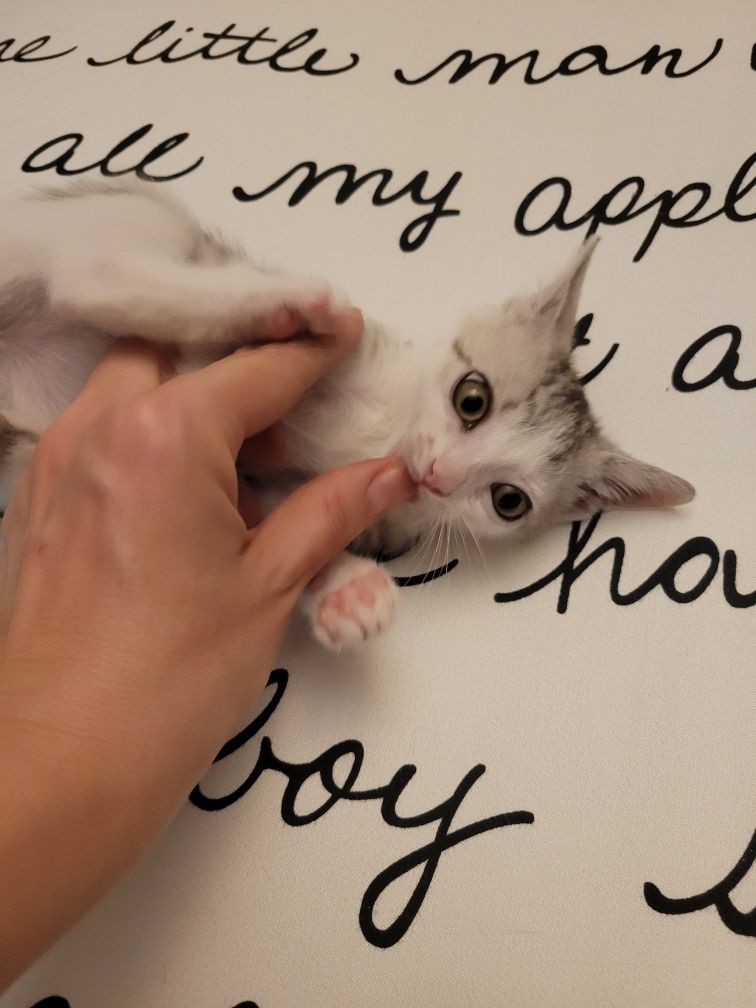 Adopție responsabila
