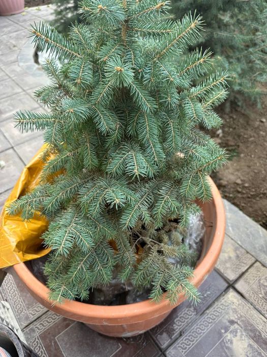 Голубой Ель( Кримский)