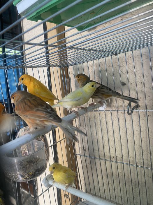 Qushlar sotiladi kanareyka канарейка