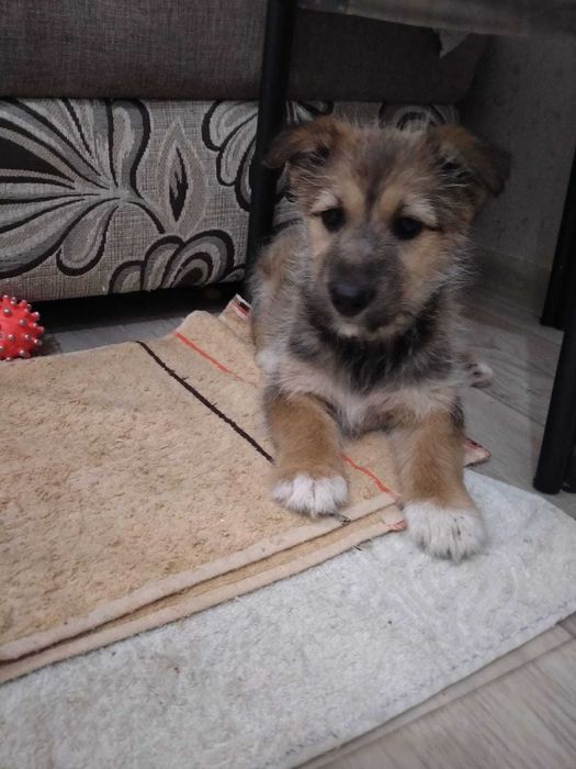 Пристраивается девочка в добрые и ответственные руки