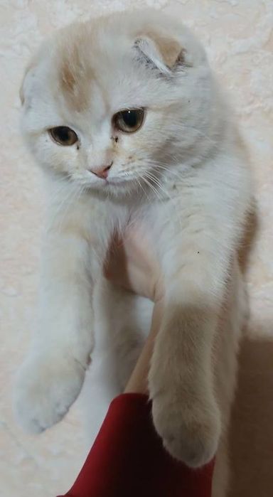 Mushuk sotiladi juda quvnoq juda shoh